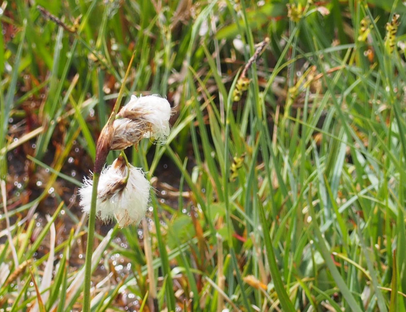 Cotton Grass, Common fruit